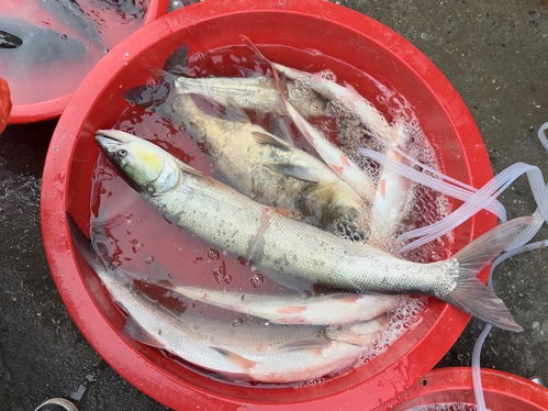 小范爱乡村水产生鲜的头条主页 今日头条
