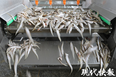 走进预制菜工厂,揭开厨房小白秒变大厨的秘密
