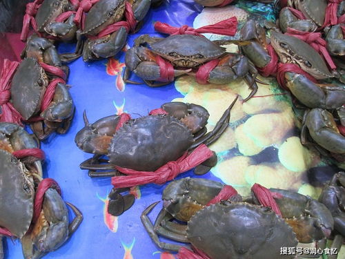 9月水产季,6种海鲜最该吃,个头肥美味道鲜,渔民成箱往家里搬