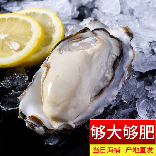 现捞鲜活生蚝新鲜乳山牡蛎带壳大海蛎子海鲜水产贝类