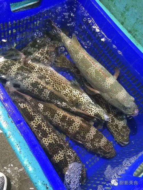 顶级石斑鱼吃法大赏