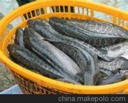 【大量收购玉米、汈汊湖水产养殖(图)、收购玉米】价格,厂家,图片,农副产品加工,汉川市汈汊湖四叉水产养殖专业合作社-