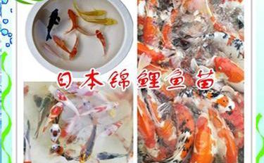 锦鲤