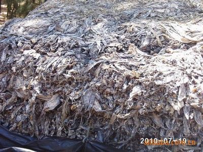 【批发供应霞浦特级品海带(图)】价格,厂家,图片,干制水产品,霞浦县联茂食品商行-