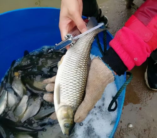 很多人爱吃这5种海鲜,其实添加剂太多 水产店老板 我从来不吃