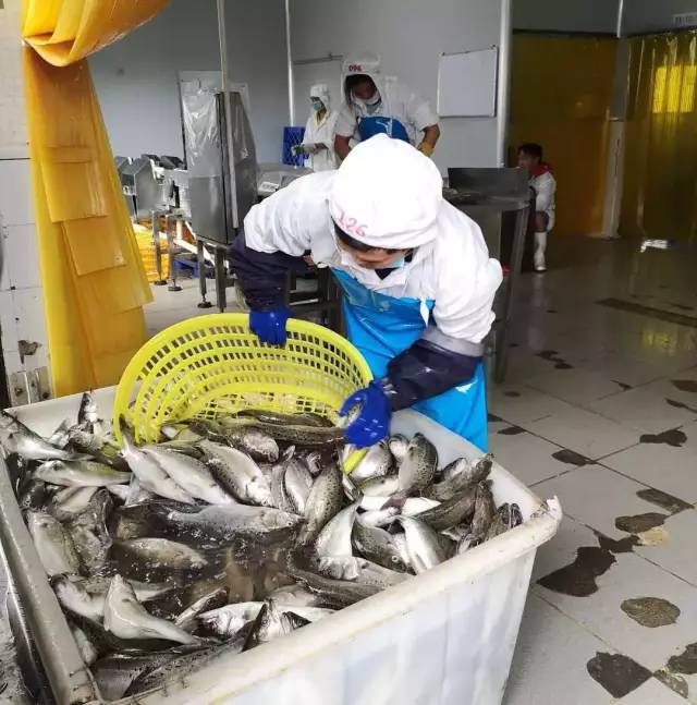 给力!台风过后,斗门区水产养殖加工企业基本全面复工