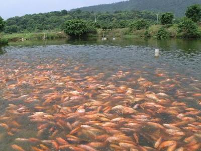 水产养殖水质常规检测的传感器有哪些
