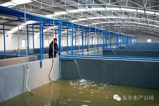 江苏连云港东辛水产育苗场全力以赴备育苗