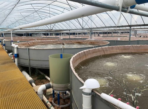 四川省南充市高坪区水产养殖年总产值突破3亿元