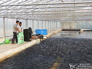 云南玉溪市新平县首批集约化养殖罗非鱼达标上市