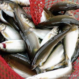 香鱼 名扬四海的淡水鱼之王