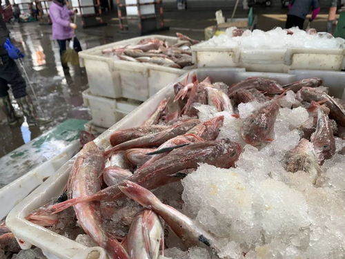 舟山国际水产城今日风貌 水产贸易的繁荣图景