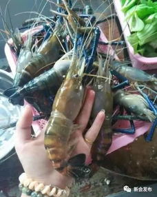 一只小虾，一年产值超5亿元——广东江门新会区水产养殖的成功密码