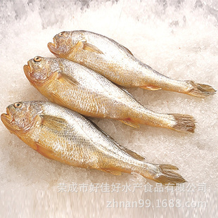 冷冻优质黄花鱼大量供应，营养丰富，厂家直供，欢迎咨询