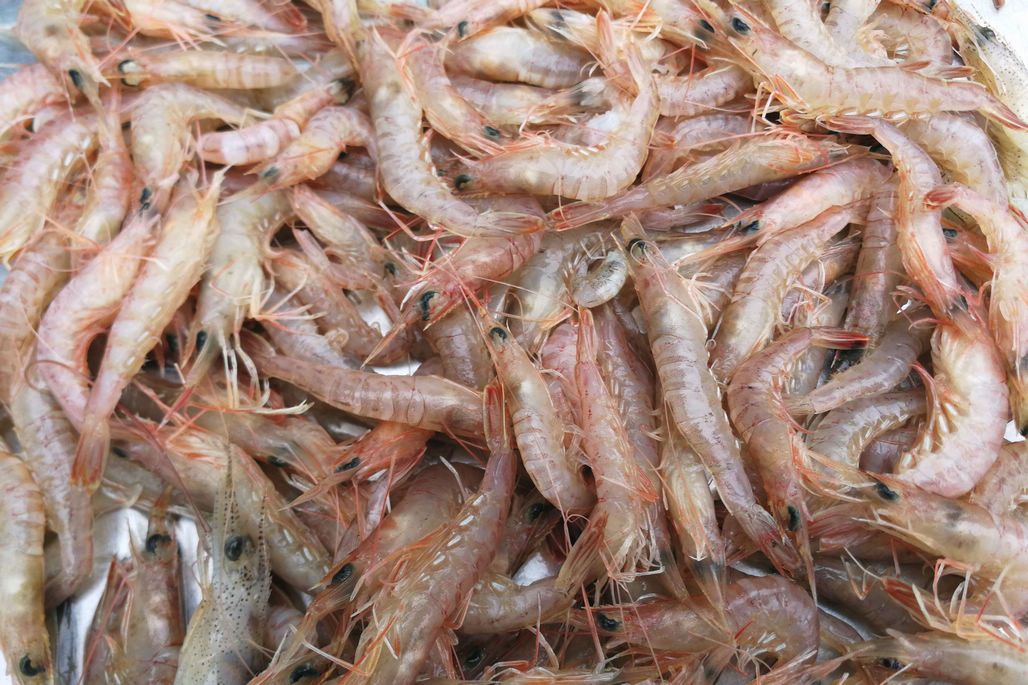 休渔鱼不休——鲜活水产如何持续丰富百姓餐桌