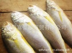 冷冻粗加工水产品专业供应——高性价比黄花鱼批发首选