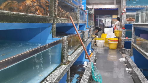 上海资深水产从业者谈三文鱼 冻品加工成出路，活鲜滞销损失更重