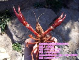 武汉农科大高科技有限责任公司业务部 深耕水产养殖领域，引领现代渔业发展